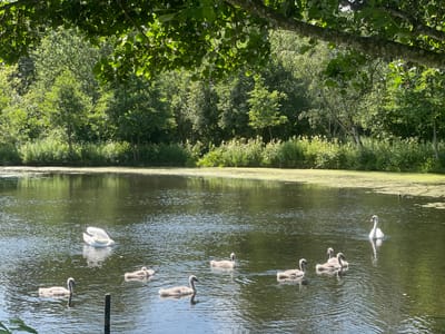 This image depicts a serene natural scene at the lakes in Horsens, Denmark. In the foreground, a body of calm, dark water reflects the surrounding lush green trees and foliage that line the distant shore. The water's surface is partially covered with a thin layer of green algae.
Several swans are present in the water. In the middle left of the image, a large white adult swan is swimming, accompanied by what appear to be cygnets, its young. Closer to the bottom of the image, there are multiple grey cygnets swimming in a small group. To the far right, another white adult swan is visible.
The environment suggests a tranquil, outdoor setting, possibly a park or nature reserve, with the trees providing a dense canopy overhead, filtering the sunlight. The overall impression is one of peace and natural beauty.