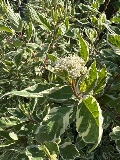 This is a close-up, overhead shot of a variegated dogwood shrub with small white flowers. The leaves are ovate with pointed tips, and feature irregular white margins against a green center. The flowers are clustered in a corymb, with delicate white petals and prominent stamens. The shrub appears to be in a garden or natural setting, with other variegated leaves creating a dense background. The lighting suggests it is daytime, possibly morning or afternoon, with sunlight casting shadows and highlighting the textures of the leaves and flowers. The overall impression is one of lush, natural beauty. No people, text, or specific location cues beyond the country are visible.