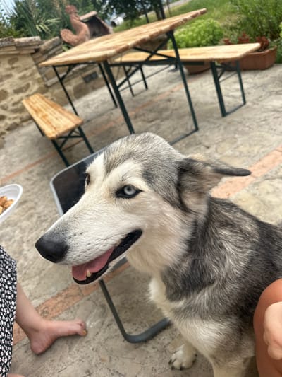 In Cannara, Italy, an outdoor scene unfolds near a stone wall with a wooden picnic table and bench. A husky dog with striking blue eyes is the primary subject, positioned in the foreground, looking towards the viewer. Its mouth is slightly open, revealing a pink tongue. To the left, a person's bare foot with yellow toenail polish is visible, and a white plate with food rests nearby. The ground is paved with stone, and in the background, there are green plants and more picnic tables. The overall ambiance suggests a casual outdoor gathering or meal.