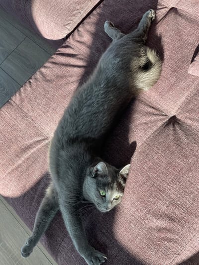 An indoor scene within Бакча-Сарай, Russia, features a single grey domestic shorthair cat with green irises. The cat is stretched out horizontally across a tufted, reddish-purple fabric sofa. Its front limbs are extended forward, with visible claws, while its rear limbs are bent and partially obscured at the top of the frame. The cat's head is turned, directly facing the viewer. A distinct shaft of sunlight illuminates portions of the cat's body and the sofa, casting sharp shadows on the textured fabric. A dark wooden floor is visible along the left edge of the frame.