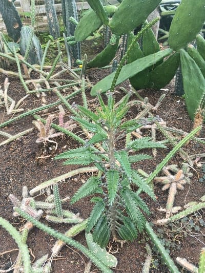 The image displays a cultivated bed of succulent and cactus plants in Munyati, Zimbabwe. In the foreground and mid-ground, dark brown, loose soil supports a dense arrangement of vegetation. A prominent, upright succulent plant, approximately 40 cm tall, occupies the central area, featuring a thick, segmented stem with spirally arranged, elongated, dark green leaves possessing sharply serrated margins and some reddish-brown mottling. Surrounding this central plant, numerous cylindrical cactus stems of varying lengths (ranging from approximately 5 cm to 30 cm) lie prostrate or partially rooted on the soil surface. These stems exhibit diverse coloration, including light green, reddish-brown, and pale beige, and many are covered with fine white or tan bristles, with visible adventitious roots forming at various points along their lengths. In the background, larger, flat, paddle-shaped green cacti are discernible on the right, alongside taller, more columnar cacti and a partially visible light-colored fence or structure towards the upper left. No human subjects or animals are present in the scene.