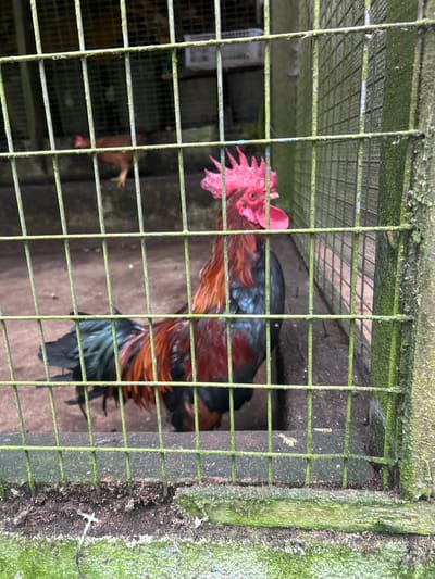 A rooster is seen in a cage with green-tinged metal bars in the foreground. The rooster has red plumage and a black tail. In the background, another chicken can be seen in a dimly lit enclosure. The cage appears to be outdoors, with natural light filtering through. The ground inside the cage is dirt. The overall impression is that of a simple enclosure for poultry, possibly at a farm or market. The image does not provide any specific visual cues to place it in Tanah Rata, Malaysia.
