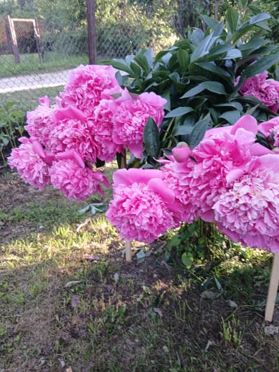 In the city of Gardene, Latvia, a close-up, eye-level shot captures a cluster of vibrant pink peonies in full bloom. The flowers dominate the foreground, their ruffled petals creating a lush and textured display. Behind the blossoms, dark green foliage forms a dense backdrop. The background reveals a chain-link fence, beyond which a blurred fence post and greenery are visible, suggesting an outdoor setting, possibly a garden or yard. The ground is covered with dry grass and patches of green, with sunlight dappling the surface, indicating it is daytime. No people or animals are present in the image.