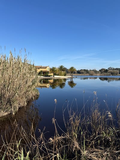 The scene depicts a calm body of water under a clear blue sky in Mira, Portugal, during daylight hours. In the immediate foreground and extending into the left midground, dense, dried reeds and grasses line the water's edge. A two-story, light ochre-colored building with a terracotta-tiled roof is situated on the opposing bank, positioned behind three mature palm trees that stand on a sandy strip. The building features visible windows and a covered lower-level facade. Reflections of the building, palm trees, and sky are sharply rendered on the dark blue water's surface. Two dark-feathered waterfowl are observed floating on the water in the middle-right. The distant background consists of a tree line with mixed deciduous and evergreen foliage. A single, thin white contrail traverses the upper-right quadrant of the clear sky. No human subjects are present.