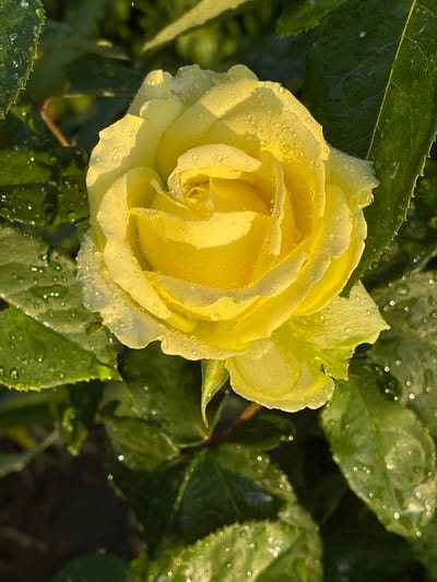 A close-up, overhead shot features a fully bloomed yellow rose, its petals glistening with numerous water droplets. The rose is nestled amongst dark green leaves, also speckled with water. The soft morning light casts a warm glow on the scene, highlighting the textures of the petals and leaves. The background is a blurred mixture of green foliage and dark earth, suggesting an outdoor garden setting. There are no people or animals present. The scene depicts a tranquil moment in nature, likely captured in a garden or park in the city of Sredny, Russia.