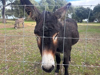 An outdoor scene in Montemor-o-Novo, Portugal, depicts a rural landscape with three donkeys. A large, dark brown donkey occupies the immediate foreground, positioned behind a wire mesh fence with its head and upper body facing the viewer. This donkey exhibits a white muzzle, lighter brown facial markings around its eyes, and dark, shaggy fur. Its eyes are open and directed forward. In the midground, behind the fence and to the left of the prominent donkey, a lighter gray-brown adult donkey stands next to a smaller, darker foal. Both the midground donkeys have their heads lowered towards the ground, appearing to graze. The environment consists of a field covered in green grass and scattered dry brown leaves. The background features several mature trees with sparse green canopies under a partially cloudy blue sky.