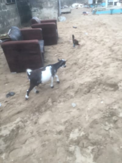 A sandy area features a black and white goat reclining, its legs stretched out. Four maroon cushions are stacked, suggesting seating. A small dark object, possibly a chicken, is also visible. The surrounding area is sandy and mottled, with indistinct shapes that could be debris. The image has a slightly tilted perspective.