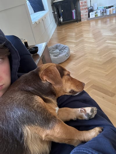 The image shows a brown and black dog, sleeping on the lap of a person wearing a navy blue hooded sweatshirt. The person is facing the camera, while the dog is facing away. The dog's head is resting on the person's lap, and its paws are tucked under its chest. The room is carpeted with a light brown hardwood floor and has a gray, fabric-covered dog bed in the background. There is a wooden cabinet with some items stored on top. The image was likely taken inside a residence in Newton upon Derwent, United Kingdom, with an approximate latitude of 53.939 and longitude of -0.906.