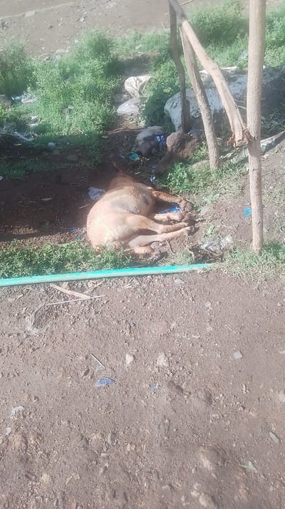 A dead animal, possibly a calf or small cow, lies curled on its side in a dirt patch bordered by sparse green vegetation. A green hose rests in the foreground, partially obscuring the animal. Debris and plastic litter the surrounding area. Wooden posts stand nearby, suggesting a makeshift enclosure. The scene evokes neglect and harsh conditions.