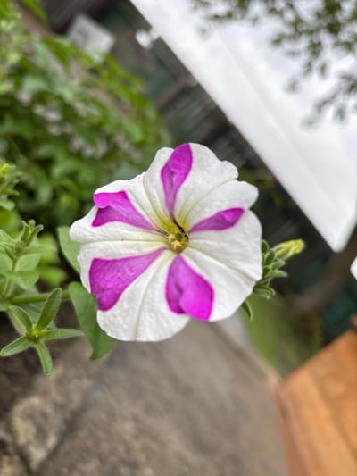 A close-up, eye-level, vertical outdoor shot focuses on a single, bi-colored petunia flower, predominantly white with vibrant magenta stripes radiating from its center. The flower's petals are slightly curled, with a few water droplets visible on their surface. To the left of the flower, green leaves and a small, unopened bud are present. The background is softly blurred, showing foliage, a fence, and an overcast sky. The scene appears to be in a garden setting. No individuals or specific city landmarks are identifiable. The location is not specified as Gonja, Russia.