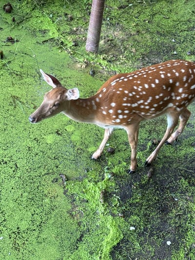 A dappled fawn stands in murky, green-algae-covered water. The fawn is positioned diagonally in the frame, facing towards the left and looking down. Its coat is a rich brown with distinct white spots. Its ears are alert, and its head is slightly lowered. The water it stands in is a vibrant green, dense with algae, and appears shallow. To the left of the fawn, a weathered, cylindrical object, possibly part of a fence or structure, juts into the frame from the top. The background is a dark, muddy area interspersed with more green algae. The scene suggests a natural, perhaps swampy or pond-like environment. The lighting appears to be overcast or diffused, hinting at a cloudy day. The overall impression is one of quiet observation in a natural setting. There is no visible text in the image. The location is given as Lin'an District, China.