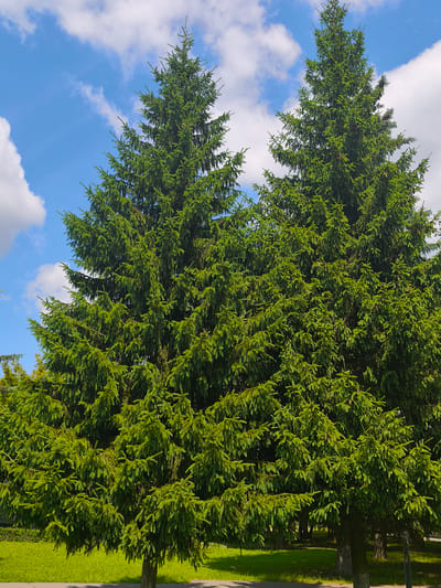 In the city of Chekhov-2, Russia, two large, vibrant green spruce trees dominate the foreground of this outdoor scene. The trees are dense and full, with their branches reaching upwards and outwards, their needles catching the bright sunlight. The sky above is a vivid blue, punctuated by fluffy white clouds. Below the trees, a neatly manicured green lawn stretches out, bordered by a paved path. The overall impression is one of a serene and well-maintained natural setting within the urban environment.