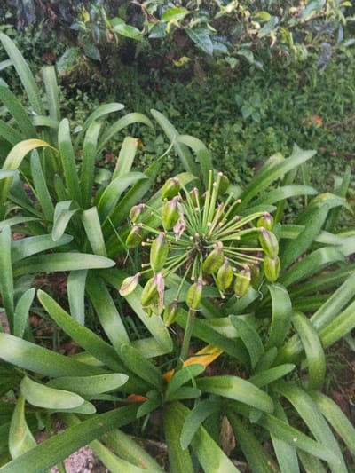 A close-up, eye-level photograph captured in Kon Ra Kiah, Vietnam, depicts a plant dominated by its foliage and central fruiting structure. The primary subject is a plant with numerous long, strap-like leaves, predominantly dark green in color, radiating outwards from the base and occupying the lower two-thirds of the frame. Arising from the center of these leaves is a single stalk topped by a spherical cluster of developing seed pods. This cluster consists of approximately 20-30 individual, elongated, ovate pods, each vibrant green and measuring about 1-2 cm in length. These pods are attached by slender pedicels to a central point, forming a dense, radial arrangement. Some pods show dried, light brown remnants of withered flower parts. The background consists of dense, blurred green foliage, varying in shade, with smaller leaf structures visible immediately behind the main plant and darker, indistinct vegetation further in the distance. The ground beneath the plant's leaves is partially visible, appearing as dark soil or low-growing ground cover. No human figures or active interactions are present in the scene.