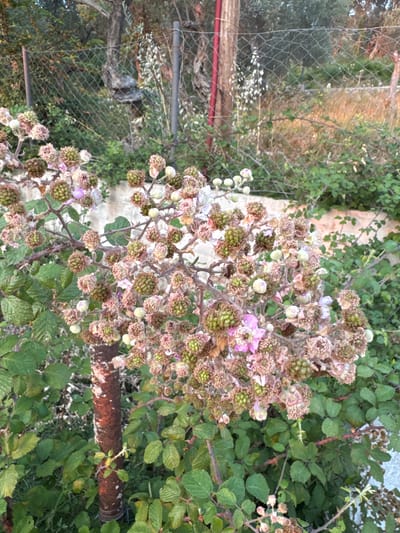 The image shows a close-up view of a blackberry bush with unripe and wilting fruit. The bush has thorny branches and numerous green, bumpy berries, some of which appear to be partially dried or in the process of developing. There are also a few small, delicate pink flowers visible, interspersed with the developing fruit. The background is filled with more greenery, suggesting a natural or overgrown setting. A portion of a rusted metal pipe or conduit is visible in the lower right and middle of the frame, partially covered by leaves. The image is taken outdoors, likely during daylight hours, with soft lighting that doesn't cast harsh shadows. The overall impression is one of natural growth and the early stages of fruit development in a wild or semi-wild environment.
