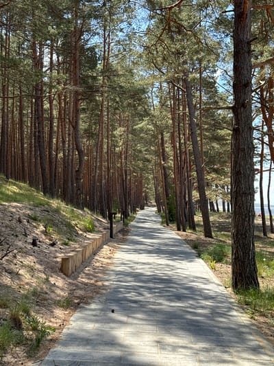 This image depicts a serene outdoor scene featuring a paved pathway running alongside a dense pine forest, characteristic of a coastal environment like Saulkrasti, Latvia. The photograph is taken looking down the pathway, which recedes into the distance.
The dominant subjects are numerous tall, slender pine trees that line the left side of the path, creating a natural wall of foliage. Their rough, textured bark and green needles are clearly visible, with some branches extending over the path. The dense canopy of the trees partially obscures the clear blue sky, allowing dappled sunlight to filter through.
The pathway itself is constructed from light grey rectangular pavers, appearing well-maintained and suitable for walking or cycling. Strong, elongated shadows from the trees fall across the path, indicating a sunny day, likely either morning or late afternoon.
To the right of the paved path, there is a sandy bank covered with sparse green grass and some smaller shrubs. Scattered pinecones and dry plant debris are visible on this sandy terrain. A low, multi-tiered wooden structure, resembling a series of steps or a rustic bench, is positioned along the edge of the sandy bank near the foreground. Further down the path, a simple wooden bench is nestled on the left side, inviting rest.
The overall scene conveys a sense of peace and natural beauty. The setting is a forest path next to a sandy area, strongly suggesting a coastal location. There are no people visible, and no specific activities are taking place, reinforcing the tranquil atmosphere. There is no visible text in the image.