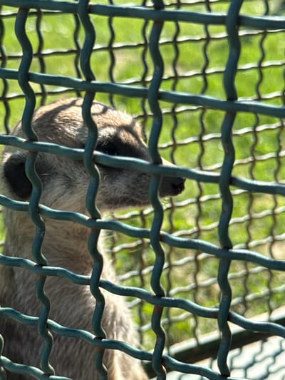 A meerkat is seen through a green metal fence in an outdoor enclosure with green grass in the background. The meerkat is facing left with its head partially visible through the fence. Its fur is light brown and gray. The fence has a wavy, diamond-shaped mesh. The lighting suggests it is daytime with sunlight filtering through the enclosure.