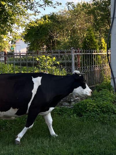 The image depicts a black and white cow walking in front of a decorative metal fence. The cow is positioned in the foreground, with its body largely visible. Behind the cow, the fence is a prominent feature, constructed with vertical bars and ornate scrollwork. Beyond the fence, lush green vegetation and trees create a natural backdrop. In the upper left corner, a portion of a white building is visible through the trees, possibly indicating a residential or agricultural structure. The scene appears to be set outdoors, in what could be a rural or semi-rural environment. The lighting suggests it is daytime, with sunlight filtering through the foliage. There is no indication of the city of Ilavche, Ukraine, within the image itself.