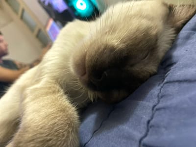 A Siamese cat sleeps peacefully, partially covered by a blue blanket. The cat's dark nose and closed eyes are prominent, with tan and white fur visible. A blurred background includes parts of a computer, a tattooed arm, and a dimly lit room. The cat is positioned close to the camera, creating a sense of intimacy.