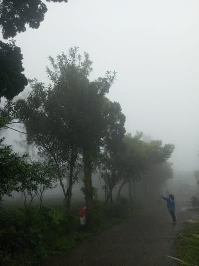A misty scene unfolds with a narrow road winding through lush greenery. Trees of varying heights line the pathway, their branches shrouded in fog. A person stands on the road, seemingly reaching out with their hand extended upwards. A faint red object is partially obscured by a tree trunk. The heavy mist creates a sense of mystery and dampens the light, softening the details of the landscape.