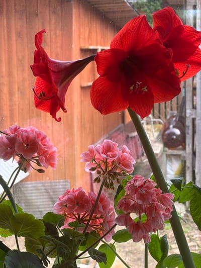 The image shows a close-up view of a cluster of red amaryllis flowers and pink geraniums with green leaves positioned against a blurred background. The background appears to be a window with a view that includes a structure resembling a wooden fence or paneling. The focus is primarily on the flowers, highlighting their colors, shapes, and textures. The location is not discernible from the image alone.