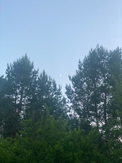 The image shows a clear sky with a crescent moon visible in the upper right quadrant. The sky is a pale blue, suggesting it is either early morning or late evening. Silhouetted against the sky are the tops of several tall evergreen trees, likely pine trees, with their dark green needles forming a dense canopy. Below the evergreen trees, a layer of lighter green deciduous trees with broad leaves is visible, creating a contrast in texture and color. The overall impression is of a natural landscape, possibly on the outskirts of a settlement, given the mention of Askat, Russia. There are no people or human-made structures clearly discernible in the image. The lighting suggests a natural, soft light, with no harsh shadows.