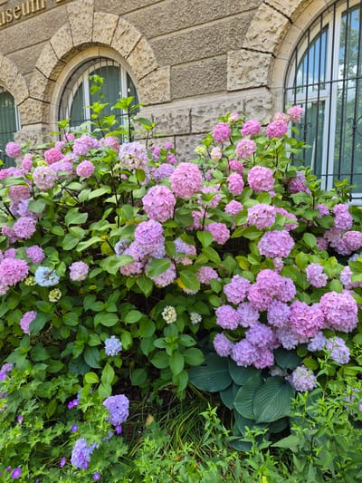 A cluster of pink and purple hydrangeas blooms in front of a textured stone building with an arched window. The building's stonework is rough and varied in color, with a curved stone arch framing the oval window. Above the window, a row of smaller, rectangular windows is visible, protected by decorative black metal bars. Green leaves and smaller purple flowers are interspersed with the hydrangeas, creating a lush, natural contrast against the architectural elements. The overall scene suggests an outdoor setting, likely during daylight hours. Some of the hydrangeas appear to be a vibrant pink, while others range from soft lavender to a deeper purple. The leaves are a rich green, and the smaller flowers add touches of delicate color. The context of Brunswick, Germany, places this scene in a European urban or historical setting. The orientation of the image is vertical, with the building on the left and the flowers and foliage on the right.