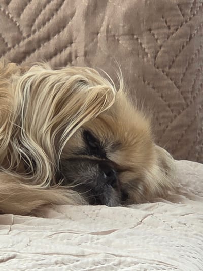 A close-up shot shows a light brown Shih Tzu dog lying on a textured, quilted surface, possibly a bed or couch. The dog's face is partially obscured, with only its dark eyes and black nose visible. The dog's fur is long and silky, with some strands appearing almost blonde. The dog is nestled against a light-colored, textured fabric, likely a blanket or cushion. The location is impossible to determine as the information is insufficient.