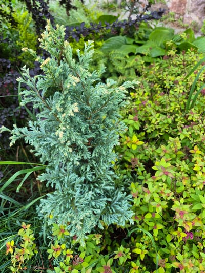 The image depicts a close-up view of a dense garden scene in Hlevakha, Ukraine. The central subject is a compact, conical conifer, likely a chamaecyparis or juniper cultivar, exhibiting finely textured, scale-like foliage. The dominant color of the conifer is a muted blue-green, with distinct patches of chartreuse to pale yellow variegation on the new growth and scattered throughout its branches.

To the right of the conifer, and extending into the foreground, is a dense mass of deciduous shrubs with small, ovate leaves. These leaves display a vibrant chartreuse to golden-green color, with many showing reddish-pink margins or tints, and some instances of small, undeveloped reddish-purple flower buds, indicative of a Spiraea japonica cultivar (e.g., 'Goldflame').

In the background, visible through and behind the central plants, are various other garden plants. These include large, dark green hosta leaves, some darker-leaved shrubs (possibly Berberis or similar), and other general green foliage, some appearing blurred due to shallow depth of field. A blurred, reddish-brown stone or brick wall is discernible in the upper right background. The ground visible at the bottom and left consists of dark soil and scattered blades of green grass or similar ground cover. The overall scene is lush and verdant, suggesting a well-maintained garden bed. No people or animals are present.