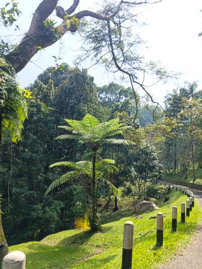 A lush, green landscape features a variety of trees and foliage, with a prominent fern-like tree in the center. A winding road with regularly spaced posts runs along the right side of the image. Sunlight streams through the trees, creating dappled shadows on the grass. A large tree branch extends across the upper part of the scene, adding to the natural, serene ambiance.
