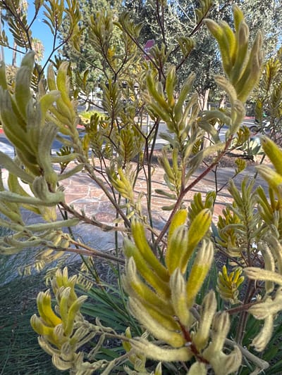 This image captures a close-up view of several stems of Kangaroo Paw flowers, a plant native to Western Australia, but here found in West Covina, USA. The flowers are a pale yellow-green color and have a soft, fuzzy texture, resembling small paws reaching upwards. They are arranged in clusters along thin, reddish-brown stems.

In the background, a wall constructed of irregular stones is visible, with some greenery and trees peeking through. The lighting suggests it is daytime, with the sun casting soft light on the flowers. The overall impression is one of natural beauty, with the unique texture and shape of the Kangaroo Paw flowers being the central focus. No people or specific events are depicted, and no text is visible in the image. The setting appears to be an outdoor garden or natural landscape.