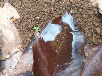 A close-up shows a wet, decaying brown leaf resting on soil. Water pools on its surface, reflecting light. Smaller dry leaves surround it. Tiny green seedlings sprout from the soil near the wet leaf's edge. The soil is moist and dark, with varying textures and small clumps. A stick and debris are scattered around the scene.