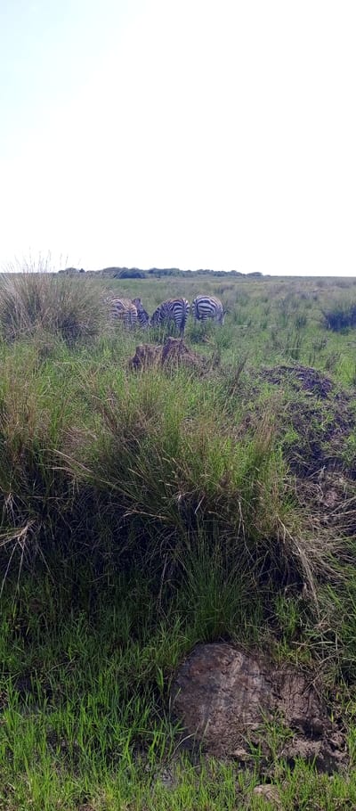 A serene grassland scene under a bright sky. Several zebras graze peacefully in the distance, blending into the grassy landscape. The foreground is dominated by lush, green vegetation, including tall grasses and a large, weathered rock. A small, muddy patch is visible, adding texture to the earth. The composition creates a sense of calm and natural beauty.