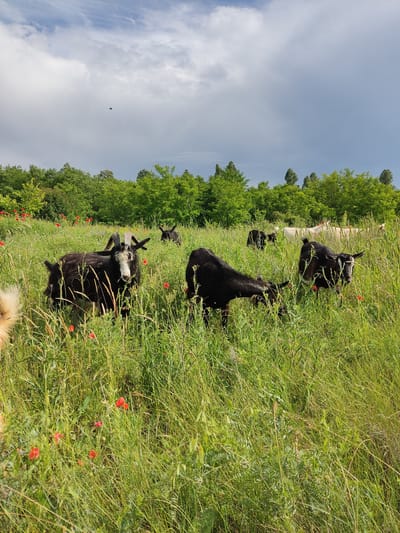 A flock of goats grazes in a field of tall green grass dotted with red poppies under a cloudy sky. In the foreground, a black goat with impressive curved horns stands facing the camera. To its left, another black goat with lighter fur on its face is partially visible. In the middle ground, a black goat bends its head to eat, while further back, other goats, including white ones, are scattered throughout the field. A line of lush green trees forms the backdrop. The scene appears to be a rural landscape in Mar'yanivka, Ukraine.