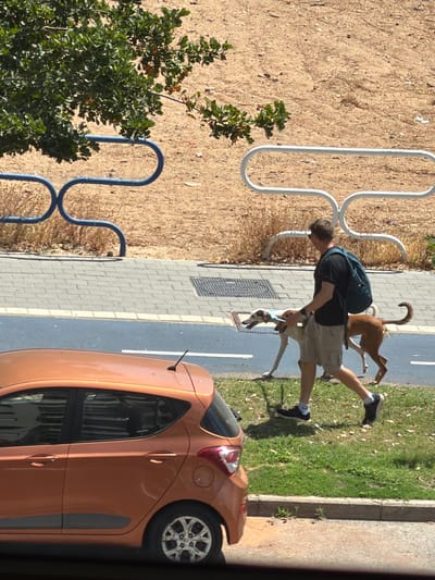 A person is walking two dogs on a paved sidewalk next to a patch of grass and a dirt area. The person is wearing a black t-shirt, light-colored shorts, and dark sneakers. They have a backpack on their back. One dog is brown and appears to be running, while the other dog is lighter colored and walking. A tan car is parked on the side of the road next to the sidewalk. There are metal bike racks or stands in the foreground. The scene appears to be outdoors during the day, with shadows indicating sunlight. The ground is dry and dusty in some areas, with green grass in others. The image seems to be taken from a slightly elevated perspective. There is no visible text.