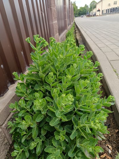 A close-up, eye-level view of a lush green plant with fleshy, serrated leaves and small, developing flower buds is positioned in the foreground. The plant is growing in a narrow strip of soil adjacent to a brown corrugated metal fence on the left and a grey concrete curb and paved walkway on the right. The walkway recedes into the distance, leading towards a street with buildings and trees visible under an overcast sky. This scene is located in the city of Nesvizh, Belarus.