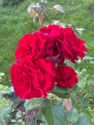 A close-up shot captures a cluster of vibrant red roses in full bloom, with lush green grass and foliage serving as a blurred background. One rosebud, still partially closed, peeks out from beneath the fully opened blossoms. The setting appears to be a garden or park area, with a hint of soil and other plants visible at the base of the rose bush. The lighting suggests an overcast day, casting a soft glow on the petals. The specific location in Lyady, Russia is not discernable from the image itself.