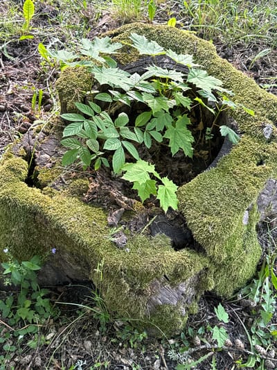 In Keila-Joa alevik, Estonia, a moss-covered tree stump sits surrounded by the forest floor. Young green leaves sprout from the center of the stump, reaching upwards. The stump is weathered and appears to be old, with cracks and crevices visible beneath the thick layer of vibrant green moss. The ground around the stump is covered with fallen leaves, twigs, and pinecones. Small wildflowers, predominantly a delicate purple, are scattered among the grasses and other low-lying plants at the base of the stump. The overall scene depicts a natural environment in a state of decay and rebirth, with new life emerging from the remnants of the old.