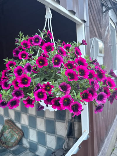A close-up, eye-level shot shows a hanging basket overflowing with vibrant magenta petunias, each with a deep purple, almost black, center. The flowers are suspended from a white bracket attached to the exterior of a building. The building's siding is visible on the right, appearing to be dark brown, corrugated metal. A window frame, also white, is present to the left of the flowers. Below the window and flowers, a patterned cushion or pillow rests on a surface with a diamond-shaped grid pattern, possibly a bench or another piece of outdoor furniture. The background on the left is dark and out of focus, likely indicating an open doorway or window. The overall impression is one of a decorated exterior space. The image does not contain any people or identifiable landmarks that would indicate its specific location in Shakhty, Russia.