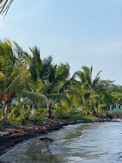The image depicts a beach scene in Punta Gorda Town, Belize. The foreground shows the edge of the water with debris along the shoreline. A row of palm trees and other vegetation lines the beach. The sky is visible in the background and is light blue.