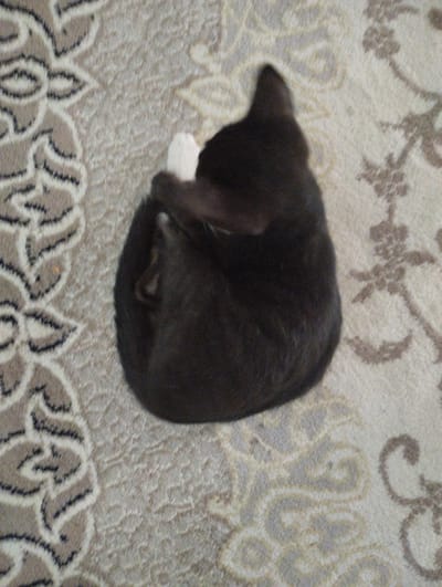 In Yangibazar, Uzbekistan, a black cat is curled up asleep on a carpet with a floral pattern. The cat is lying on its side with its tail wrapped around its body. Its eyes are closed, and its breathing is slow and regular. The carpet is beige with a light brown floral pattern. The room is dimly lit, with the only light source coming from a window on the left side of the image. The cat appears to be alone and undisturbed.