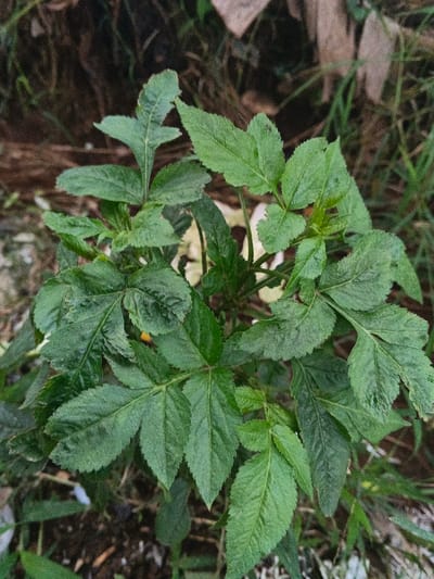 A close-up, top-down perspective captures a vibrant green plant situated outdoors in Banteay Srei, Cambodia. The plant is characterized by numerous compound leaves, each displaying prominently serrated margins and varying shades of green. Some leaves exhibit minor, irregular perforations consistent with insect damage. A small, dark insect, possibly a fly, is visible resting on one of the leaves in the upper right quadrant of the frame. The immediate background is blurred, showing a mix of darker green foliage, brown soil, and scattered organic debris. No human subjects, man-made objects, or overt actions are present. The scene is illuminated by diffused natural light.