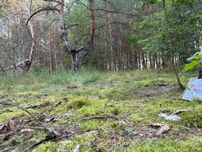 The image depicts a forest floor covered in moss and scattered with pine needles and twigs. In the background, a dense stand of pine trees forms the forest canopy, with a few larger, gnarled trees in the mid-ground. The lighting suggests it is daytime, with sunlight filtering through the trees. On the right side of the frame, a white plastic bag with red lettering is partially visible, indicating a possible human presence in the otherwise natural environment. The overall scene is one of a natural forest setting, possibly in or near Trastsiensk i sel'ski Savei, Belarus.