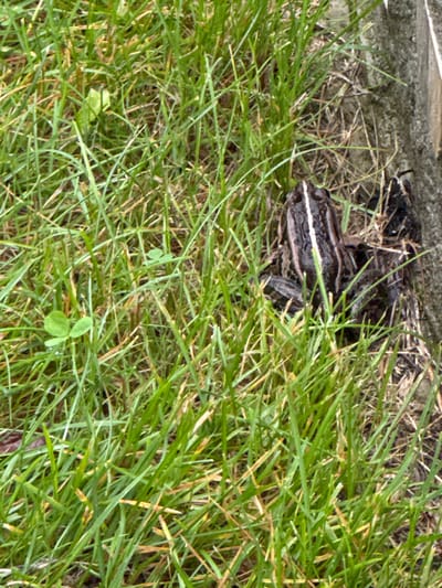 A frog with dark brown and white stripes sits on damp grass next to a grey stone surface. The grass is lush and green, with some dry, brown blades mixed in. Small green clover leaves are also visible. The stone surface appears to be a vertical element, possibly part of a wall or structure, and it is textured. The lighting suggests it is daytime, with soft shadows. The scene is set in an outdoor environment, likely a garden or park, located in Мичуринское, Russia. There are no people or other animals present in the image. The frog is the primary subject and appears to be stationary.