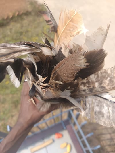 A person's dark-skinned hand is prominently featured in the foreground, holding a large, diverse collection of bird feathers. The feathers, varying in size and shape, display a spectrum of natural colors including light brown, dark brown, black, white, and mottled grey patterns. Many feathers appear slightly ruffled or frayed at the edges, suggesting natural wear.
The hand holds the feathers upright, angled slightly upwards towards a brightly lit, blurred background. The out-of-focus background suggests an outdoor environment, possibly a sunny day, with patches of green and brown indicating distant foliage or ground. In the lower part of the frame, behind the hand, a metal railing or fence, primarily blue-grey with some brown elements, is partially visible. Below the railing, on a surface, some indistinct yellow and orange objects can be vaguely discerned.
The primary activity is the holding or display of these gathered feathers. The bright illumination on the feathers and the general outdoor setting indicate it is daytime. The scene provides a glimpse into a simple, natural moment, possibly related to collecting items from nature, set in Dhundshi, India. There is no visible text in the image.