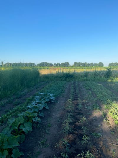 This is an outdoor, eye-level shot of a garden in Vasylky, Ukraine, under a clear blue sky. In the foreground, there are two rows of plants. The left row features large, green, leafy plants, possibly squash or zucchini, with some lighter coloration on their leaves. The right row contains rows of smaller, thin green plants, likely young tomato plants, growing in dark soil. To the left of these rows, a tall, dense patch of slender green plants, possibly asparagus, stands. Beyond the garden beds, a field of yellow flowers, perhaps sunflowers, stretches out, bordered by a line of trees in the distance. The ground appears to be soil, with some sparse weeds and grass growing between the cultivated rows. Sunlight casts shadows on the ground, indicating it is daytime, likely morning or late afternoon.