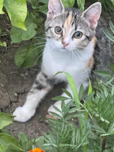 A calico kitten with white, gray, black, and orange patches is crouched in a garden bed in the city of Sredny, Russia. The kitten's eyes are open and it is looking towards the camera. The kitten's front left paw is extended forward, resting on the dirt ground. Lush green leaves and stems of plants surround the kitten, with a hint of an orange flower visible in the lower right corner of the frame. The ground appears dry and cracked in places.
