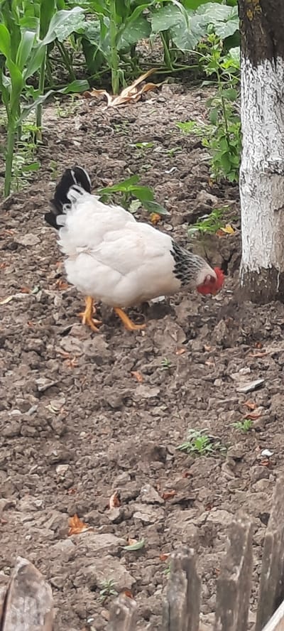 In Bocani, Moldova, a white chicken with black tail feathers pecks at the ground in a garden. The chicken is predominantly white with some black markings on its neck and tail. Its legs are yellow and its comb is red. The ground is composed of brown soil with scattered leaves and small green plants. In the background, tall green plants, possibly corn stalks, and a tree trunk painted white with brown bark are visible. Part of a weathered wooden fence is in the foreground.