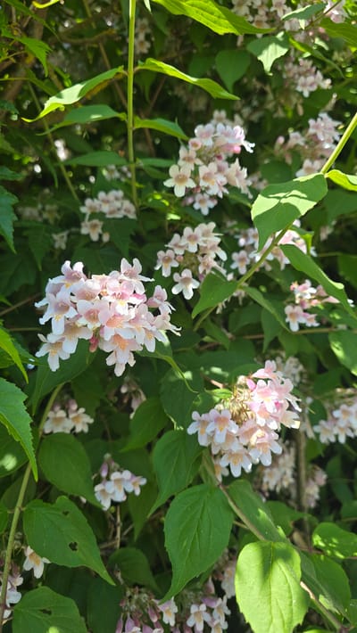 The image shows a dense bush of Kolkwitzia amabilis, also known as Beautybush, in full bloom. The flowers are small, light pink, and clustered together. The leaves are green and lance-shaped. The location appears to be an outdoor garden setting in Zirndorf, Germany. There are no people visible.