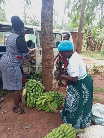 Three women are standing in a dirt lot in front of a white van. Two women are holding a dead chicken, and the third woman is standing next to them with her hands at her side. There are large bunches of bananas and some bags on the ground. The scene is in front of a house and a large tree in the town of Kiminini, Kenya, located at the coordinates latitude 0.922 and longitude 34.919.