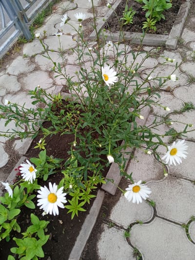 The image depicts a close-up, eye-level, outdoor view of a flowerbed filled with white daisies with yellow centers. The flowerbed is bordered by grey concrete pavers, some of which are slightly broken or cracked, with small weeds growing in the crevices. To the left of the flowerbed, a section of a grey metal fence is visible. The background shows more of the paved area and some soil. The scene appears to be a public space, possibly a park or a residential courtyard, in Nakhodka, Russia, given the specific architecture of the pavers, which are common in Russian urban landscaping. No people are present in the image. The overall lighting suggests an overcast day or shade.